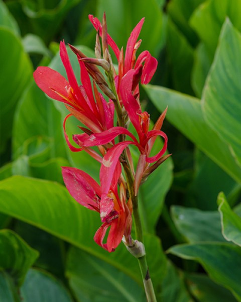 Canna City of Portland6